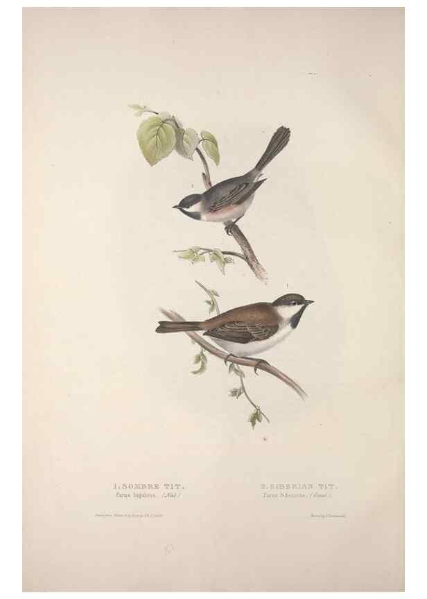 Reproducción/Reproduction 45862680135: The birds of Europe.. London,Printed by R. and J.E. Taylor, pub. by the author,1837.. 