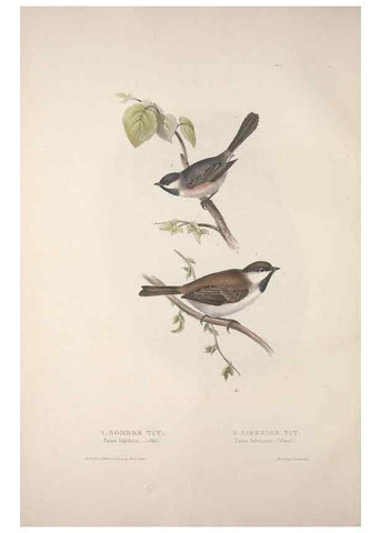 Reproducción/Reproduction 45862680135: The birds of Europe.. London,Printed by R. and J.E. Taylor, pub. by the author,1837.. 
