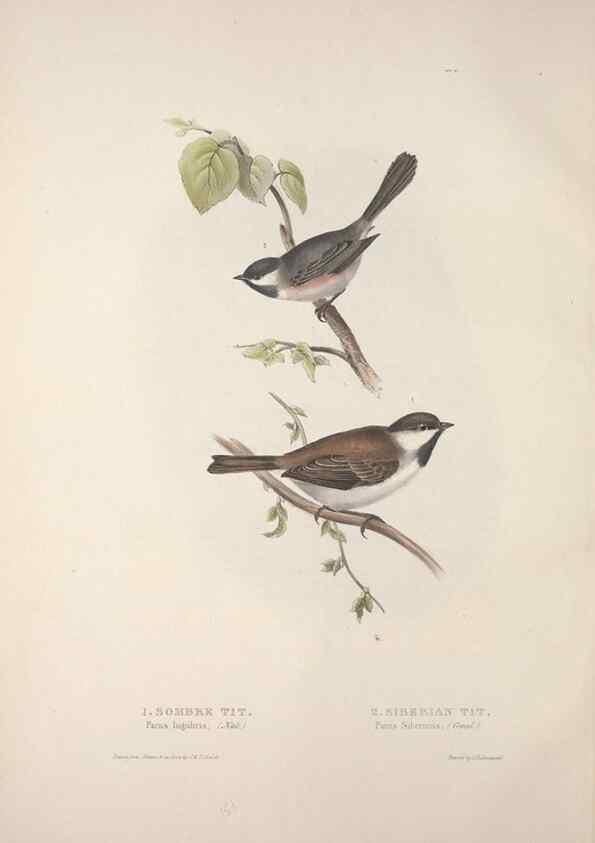 Reproducción/Reproduction 45862680135: The birds of Europe.. London,Printed by R. and J.E. Taylor, pub. by the author,1837.. 