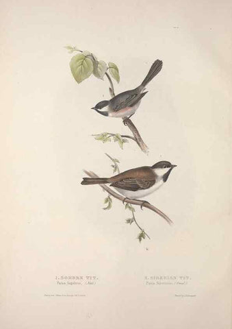 Reproducción/Reproduction 45862680135: The birds of Europe.. London,Printed by R. and J.E. Taylor, pub. by the author,1837.. 