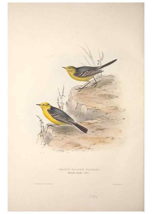 Reproducción/Reproduction 32901926468: The birds of Europe.. London,Printed by R. and J.E. Taylor, pub. by the author,1837.. 