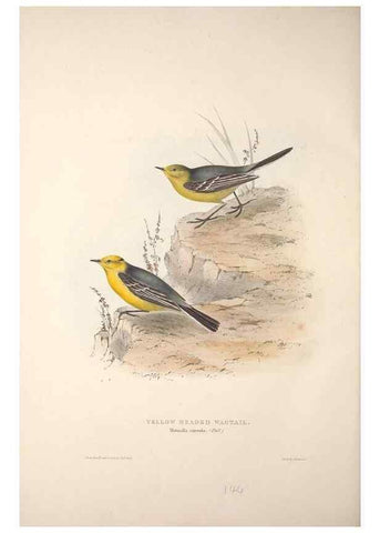 Reproducción/Reproduction 32901926468: The birds of Europe.. London,Printed by R. and J.E. Taylor, pub. by the author,1837.. 