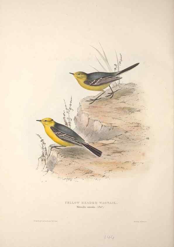 Reproducción/Reproduction 32901926468: The birds of Europe.. London,Printed by R. and J.E. Taylor, pub. by the author,1837.. 