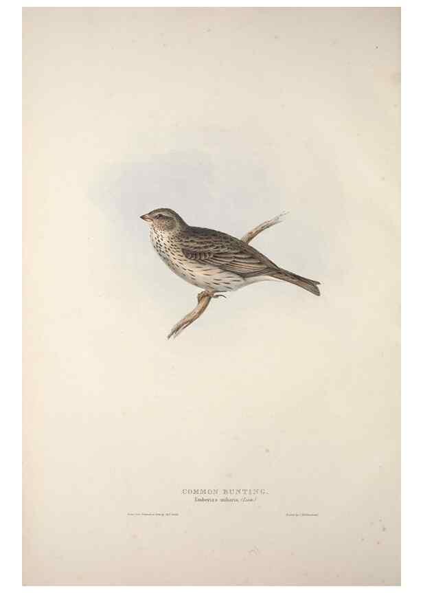 Reproducción/Reproduction 32902131588: The birds of Europe.. London,Printed by R. and J.E. Taylor, pub. by the author,1837.. 