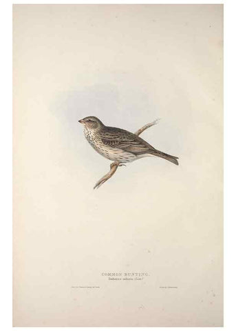 Reproducción/Reproduction 32902131588: The birds of Europe.. London,Printed by R. and J.E. Taylor, pub. by the author,1837.. 
