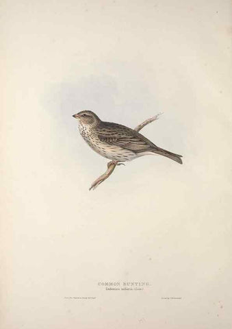 Reproducción/Reproduction 32902131588: The birds of Europe.. London,Printed by R. and J.E. Taylor, pub. by the author,1837.. 