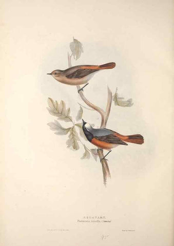 Reproducción/Reproduction 32901862158: The birds of Europe.. London,Printed by R. and J.E. Taylor, pub. by the author,1837.. 