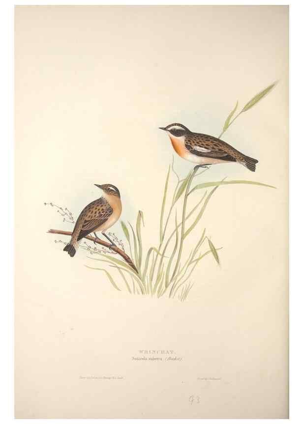 Reproducción/Reproduction 45862473285: The birds of Europe.. London,Printed by R. and J.E. Taylor, pub. by the author,1837.. 