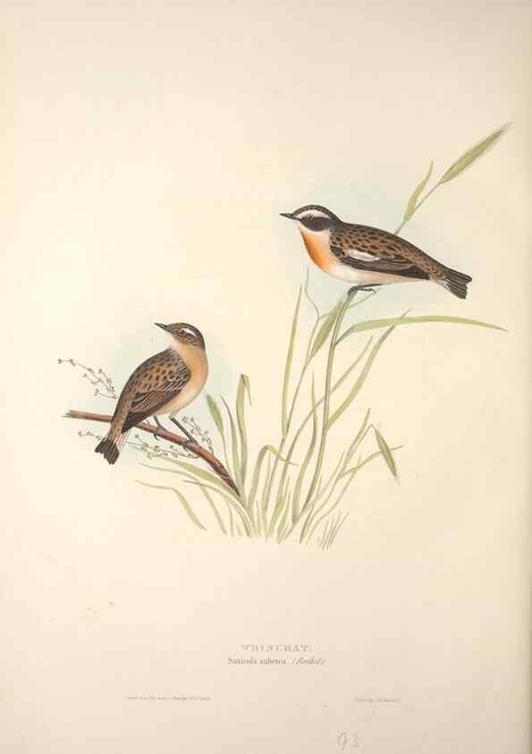 Reproducción/Reproduction 45862473285: The birds of Europe.. London,Printed by R. and J.E. Taylor, pub. by the author,1837.. 