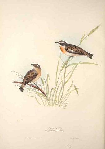 Reproducción/Reproduction 45862473285: The birds of Europe.. London,Printed by R. and J.E. Taylor, pub. by the author,1837.. 