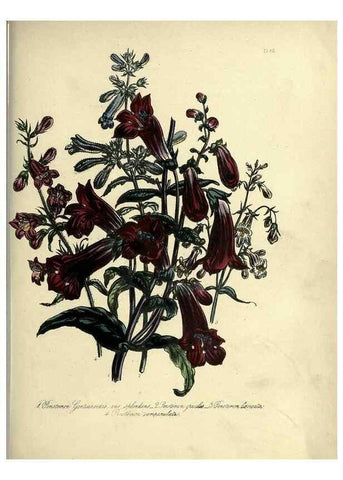Reproducción/Reproduction 39801155603: The ladies' flower-garden of ornamental perennials.. London,W. Smith,1843-44.. 
