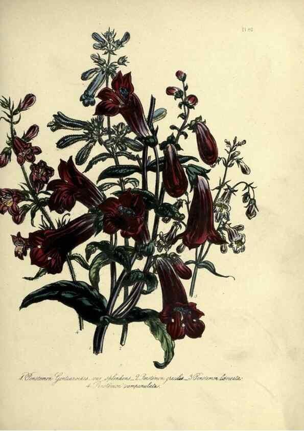 Reproducción/Reproduction 39801155603: The ladies' flower-garden of ornamental perennials.. London,W. Smith,1843-44.. 