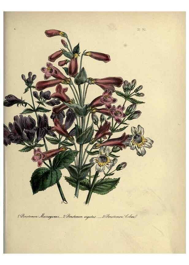 Reproducción/Reproduction 46041380714: The ladies' flower-garden of ornamental perennials.. London,W. Smith,1843-44.. 