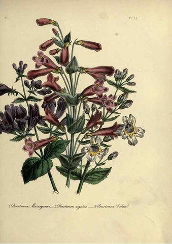 Reproducción/Reproduction 46041380714: The ladies' flower-garden of ornamental perennials.. London,W. Smith,1843-44.. 