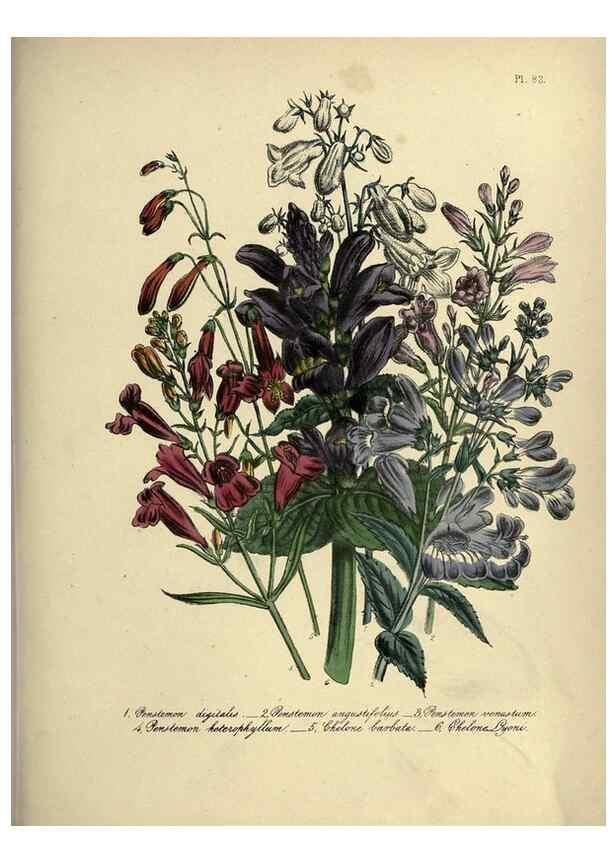 Reproducción/Reproduction 39801156803: The ladies' flower-garden of ornamental perennials.. London,W. Smith,1843-44.. 