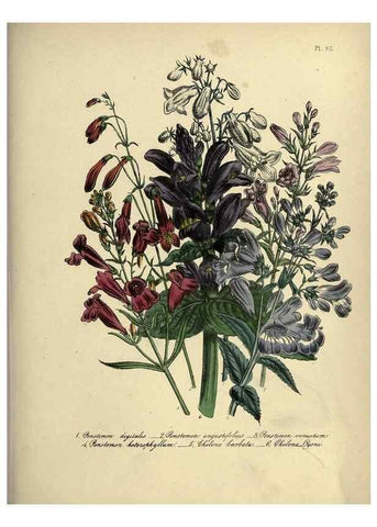 Reproducción/Reproduction 39801156803: The ladies' flower-garden of ornamental perennials.. London,W. Smith,1843-44.. 