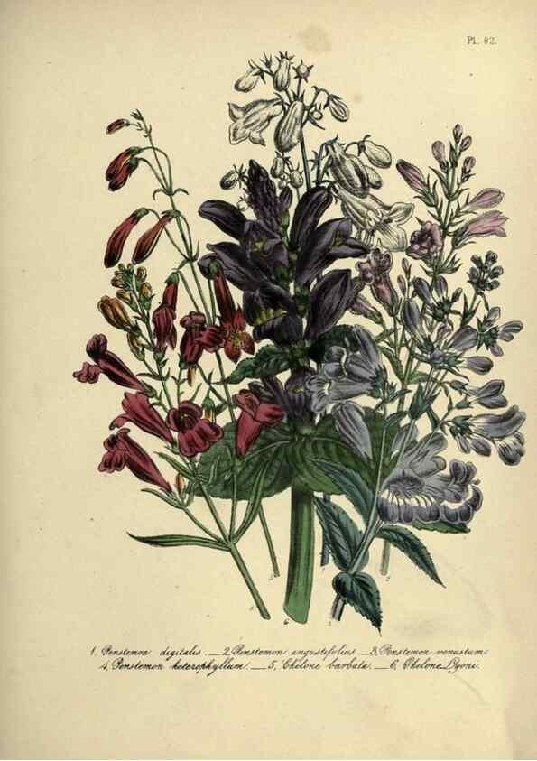Reproducción/Reproduction 39801156803: The ladies' flower-garden of ornamental perennials.. London,W. Smith,1843-44.. 