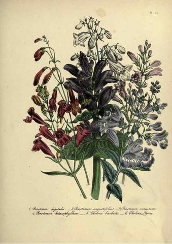 Reproducción/Reproduction 39801156803: The ladies' flower-garden of ornamental perennials.. London,W. Smith,1843-44.. 