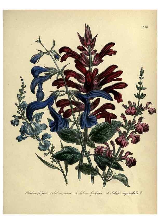 Reproducción/Reproduction 32890835248: The ladies' flower-garden of ornamental perennials.. London,W. Smith,1843-44.. 