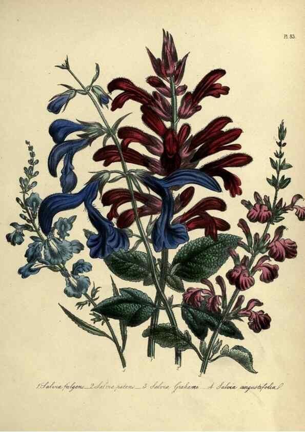 Reproducción/Reproduction 32890835248: The ladies' flower-garden of ornamental perennials.. London,W. Smith,1843-44.. 