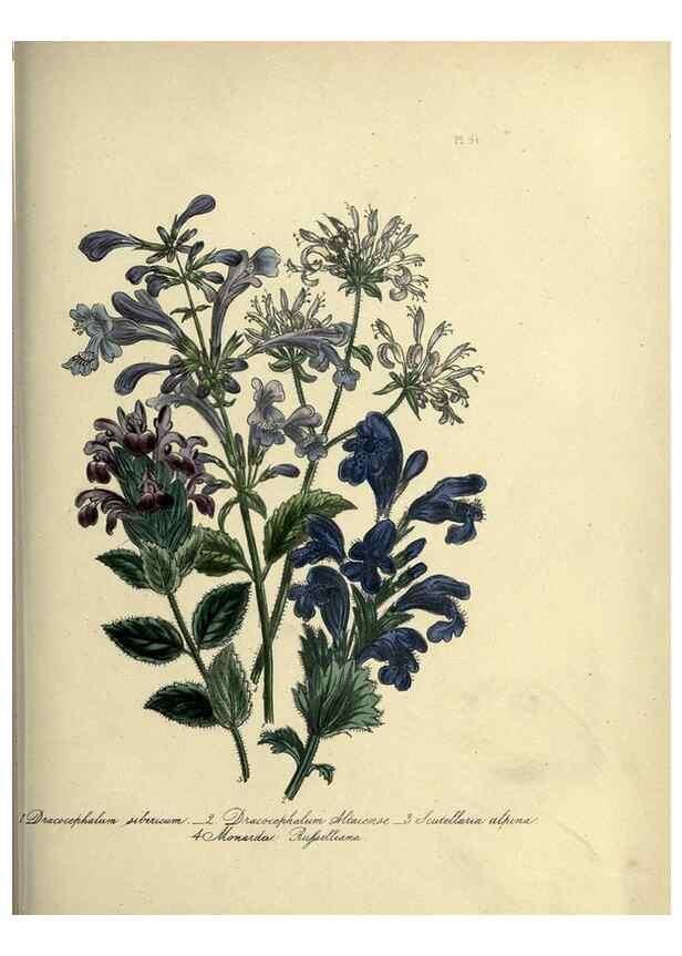Reproducción/Reproduction 39801157983: The ladies' flower-garden of ornamental perennials.. London,W. Smith,1843-44.. 