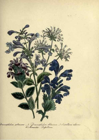 Reproducción/Reproduction 39801157983: The ladies' flower-garden of ornamental perennials.. London,W. Smith,1843-44.. 
