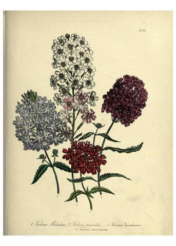 Reproducción/Reproduction 46766533851: The ladies' flower-garden of ornamental perennials.. London,W. Smith,1843-44.. 