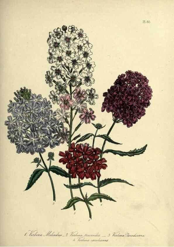 Reproducción/Reproduction 46766533851: The ladies' flower-garden of ornamental perennials.. London,W. Smith,1843-44.. 