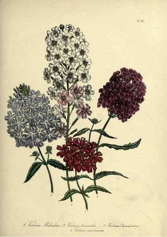 Reproducción/Reproduction 46766533851: The ladies' flower-garden of ornamental perennials.. London,W. Smith,1843-44.. 