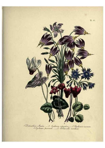 Reproducción/Reproduction 39801158963: The ladies' flower-garden of ornamental perennials.. London,W. Smith,1843-44.. 