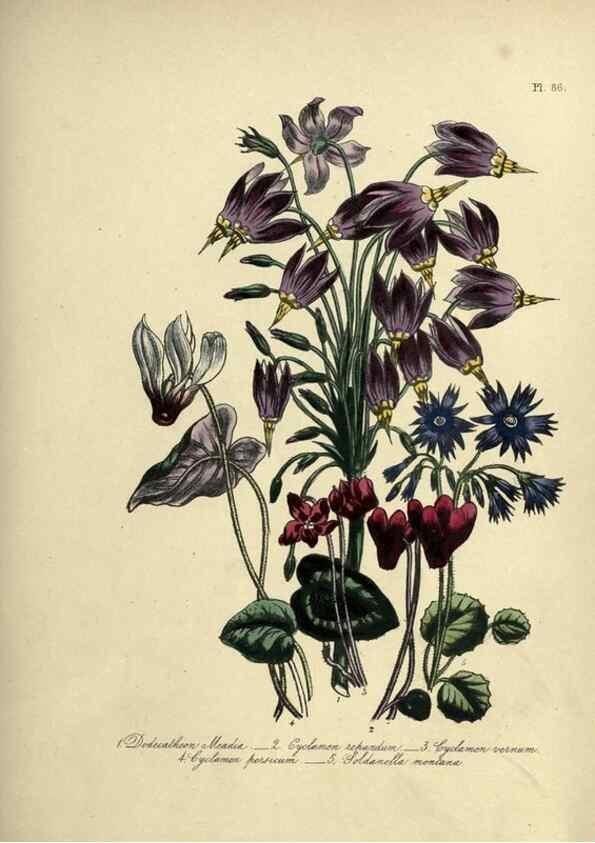 Reproducción/Reproduction 39801158963: The ladies' flower-garden of ornamental perennials.. London,W. Smith,1843-44.. 