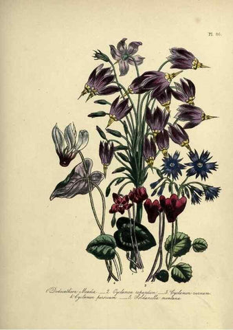 Reproducción/Reproduction 39801158963: The ladies' flower-garden of ornamental perennials.. London,W. Smith,1843-44.. 