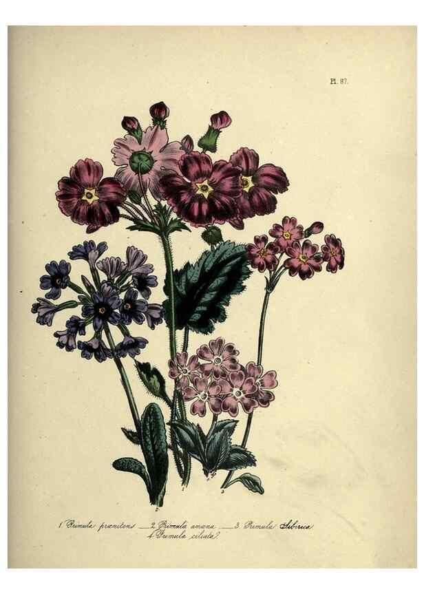 Reproducción/Reproduction 46041385454: The ladies' flower-garden of ornamental perennials.. London,W. Smith,1843-44.. 