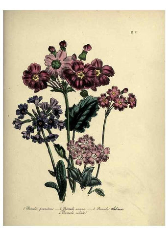 Reproducción/Reproduction 46041385454: The ladies' flower-garden of ornamental perennials.. London,W. Smith,1843-44.. 