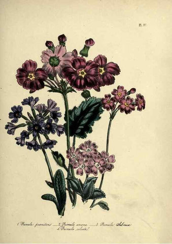 Reproducción/Reproduction 46041385454: The ladies' flower-garden of ornamental perennials.. London,W. Smith,1843-44.. 