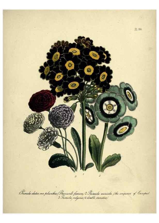 Reproducción/Reproduction 39801160073: The ladies' flower-garden of ornamental perennials.. London,W. Smith,1843-44.. 