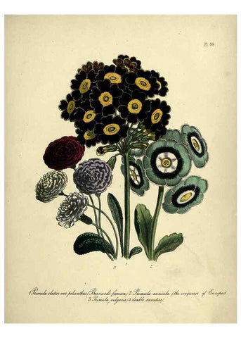Reproducción/Reproduction 39801160073: The ladies' flower-garden of ornamental perennials.. London,W. Smith,1843-44.. 