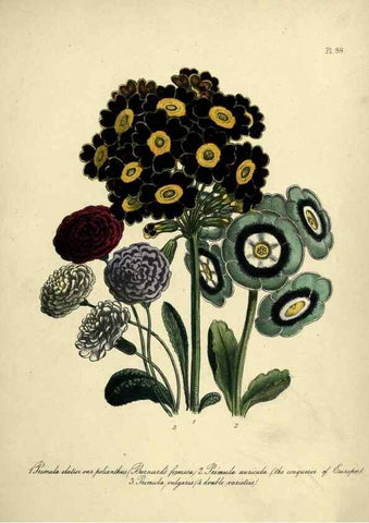 Reproducción/Reproduction 39801160073: The ladies' flower-garden of ornamental perennials.. London,W. Smith,1843-44.. 