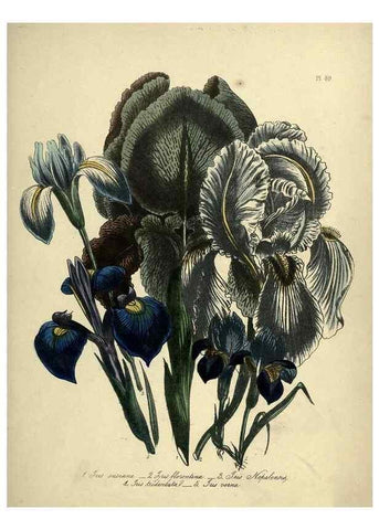 Reproducción/Reproduction 46766536471: The ladies' flower-garden of ornamental perennials.. London,W. Smith,1843-44.. 