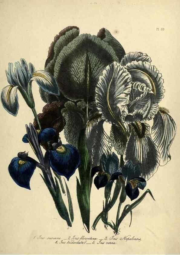 Reproducción/Reproduction 46766536471: The ladies' flower-garden of ornamental perennials.. London,W. Smith,1843-44.. 
