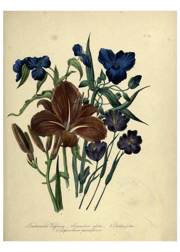 Reproducción/Reproduction 39801160913: The ladies' flower-garden of ornamental perennials.. London,W. Smith,1843-44.. 