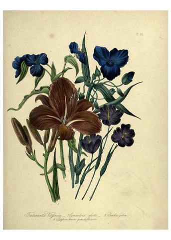 Reproducción/Reproduction 39801160913: The ladies' flower-garden of ornamental perennials.. London,W. Smith,1843-44.. 