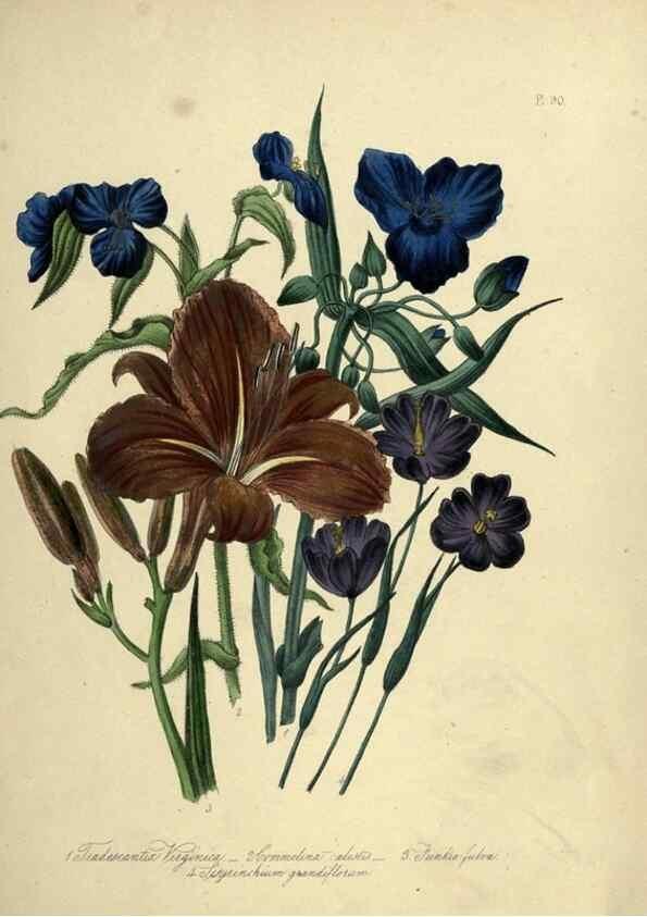 Reproducción/Reproduction 39801160913: The ladies' flower-garden of ornamental perennials.. London,W. Smith,1843-44.. 