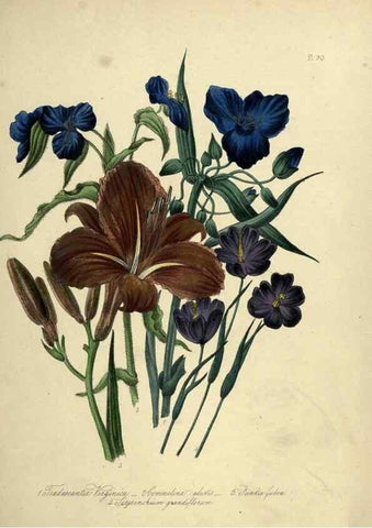Reproducción/Reproduction 39801160913: The ladies' flower-garden of ornamental perennials.. London,W. Smith,1843-44.. 