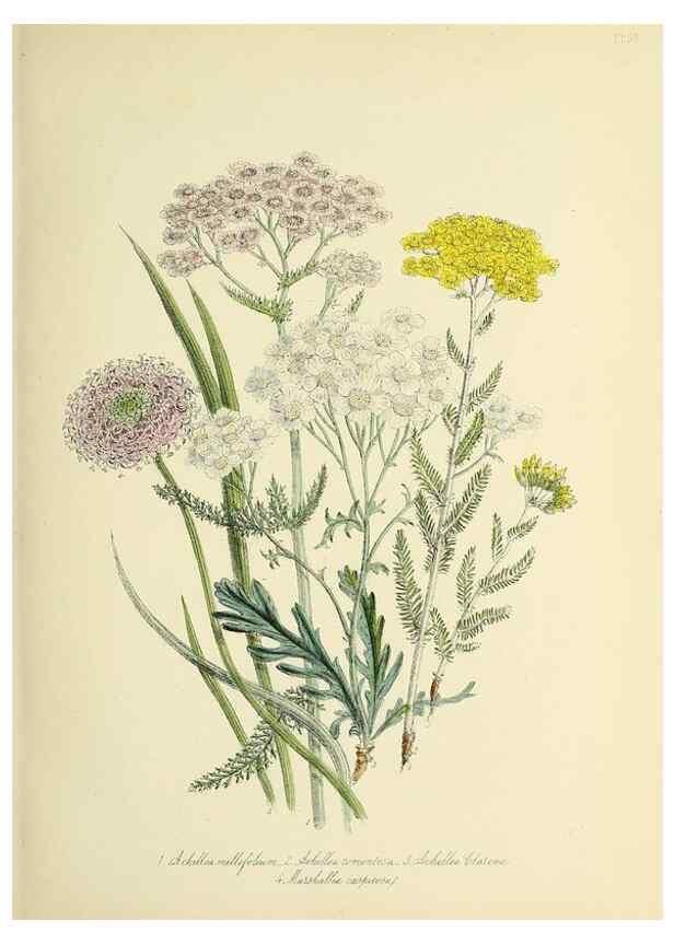 Reproducción/Reproduction 32890857878: The ladies' flower-garden of ornamental perennials.. London,W. Smith,1843-44.. 
