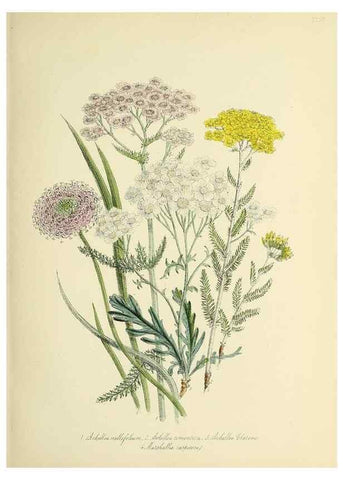 Reproducción/Reproduction 32890857878: The ladies' flower-garden of ornamental perennials.. London,W. Smith,1843-44.. 