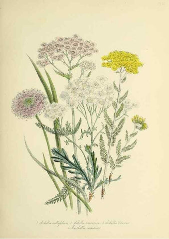 Reproducción/Reproduction 32890857878: The ladies' flower-garden of ornamental perennials.. London,W. Smith,1843-44.. 