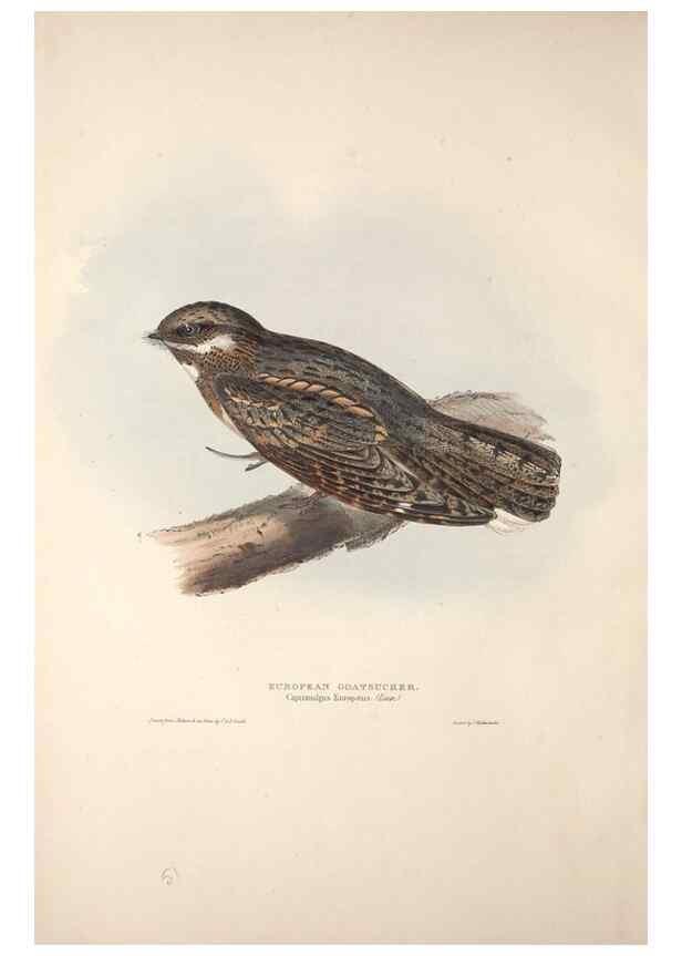 Reproducción/Reproduction 46777538561: The birds of Europe.. London,Printed by R. and J.E. Taylor, pub. by the author,1837.. 
