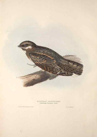 Reproducción/Reproduction 46777538561: The birds of Europe.. London,Printed by R. and J.E. Taylor, pub. by the author,1837.. 