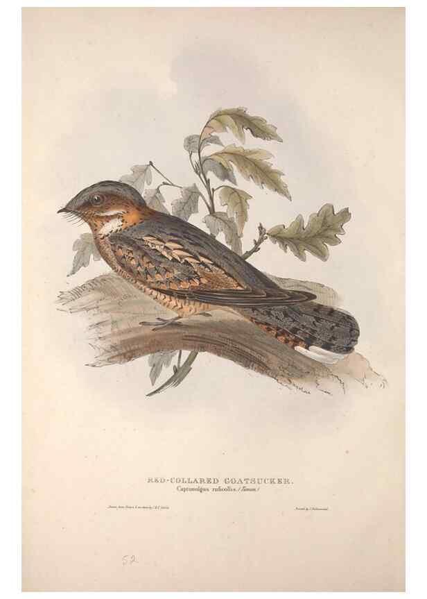 Reproducción/Reproduction 46052360744: The birds of Europe.. London,Printed by R. and J.E. Taylor, pub. by the author,1837.. 